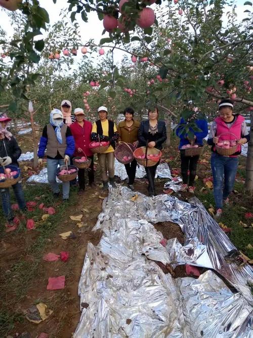 从黄土地到万家灯火 甘肃义渠王农副产品销售的匠心之旅