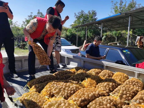 平山善行协会一日助农记 万斤核桃热销背后的暖心故事