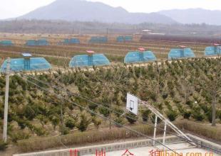 东北红豆杉 从灌木到乔木，1-30年全龄段销售