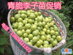 北仑农副产品销售现状与发展策略探析