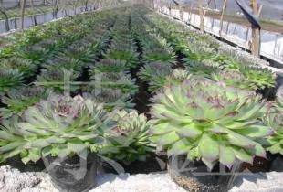 农副产品新宠 泰国观音莲迷你小盆栽，3.5元特价销售